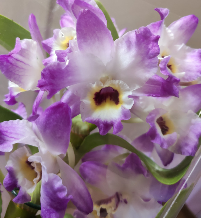 Орхидея Dendrobium nobile (отцвёл, деленка)