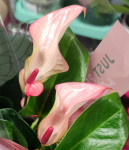 Anthurium Pearl Matata (отцвел)