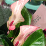 Anthurium Pearl Matata (отцвел)
