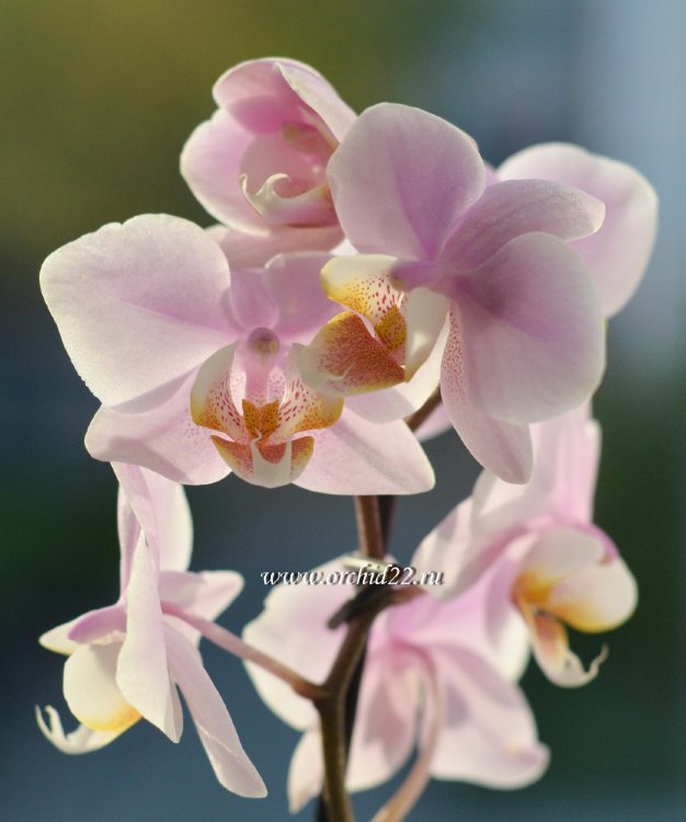 Орхидея Phalaenopsis Pinlong Cheris, multiflora (отцвёл)