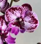 Орхидея Phalaenopsis Big Lip (отцвел)
