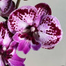 Орхидея Phalaenopsis Big Lip (отцвел)
