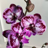 Орхидея Phalaenopsis Big Lip (отцвел)