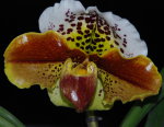 Орхидея Paphiopedilum hybrid (еще не цвёл)