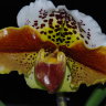 Орхидея Paphiopedilum hybrid (еще не цвёл)