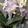 Орхидея Phal. Perfumе Valkion, multiflora (отцвел, РЕАНИМАШКА) 