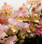 Орхидея Phal. Perfumе Valkion, multiflora (отцвел, РЕАНИМАШКА) 
