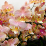 Орхидея Phal. Perfumе Valkion, multiflora (отцвел, РЕАНИМАШКА) 