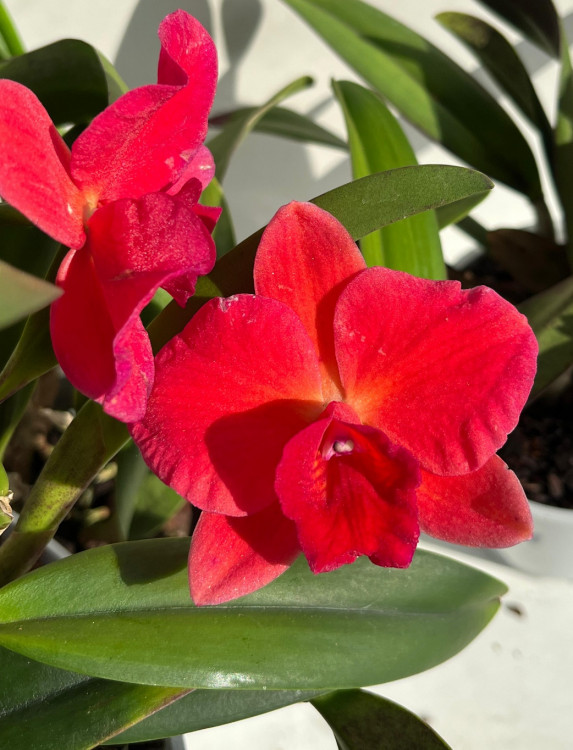 Орхидея Cattleya hybrid 