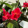 Орхидея Cattleya hybrid 