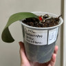 Орхидея Phalaenopsis Spider, multiflora (отцвел, РЕАНИМАШКА*)