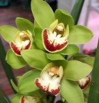 Орхидея Cymbidium 