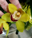 Орхидея Cymbidium 