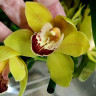 Орхидея Cymbidium 