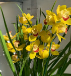 Орхидея Cymbidium (отцвел)