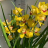 Орхидея Cymbidium (отцвел)