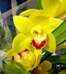 Орхидея Cymbidium 