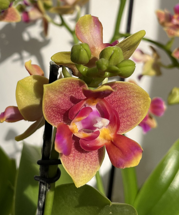 Орхидея Phalaenopsis peloric 3 lips, multiflora (отцвел)