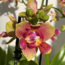 Орхидея Phalaenopsis peloric 3 lips, multiflora (отцвел)