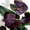 Anthurium Essencia d-9см