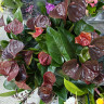 Anthurium Essencia d-9см