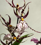 Орхидея Brassia hybrid (отцвела) 