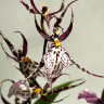 Орхидея Brassia hybrid (отцвела) 
