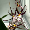 Орхидея Brassia hybrid (отцвела) 