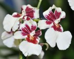 Орхидея Miltonidium Bartley White (отцвёл)