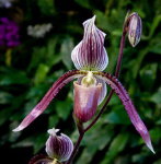 Орхидея Paph. philippinense x paph. barbatum (еще не цвёл)