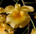 Орхидея Dendrobium lindleyi (отцвёл)