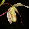 Орхидея Phragmipedium longifolium (отцвёл) 