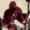 Орхидея Phalaenopsis Black Swan (отцвел)