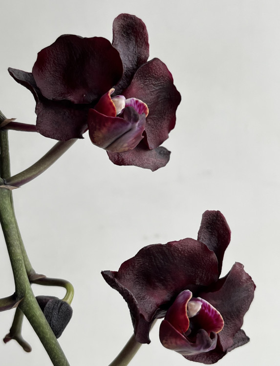 Орхидея Phalaenopsis Black Swan (отцвел)