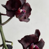 Орхидея Phalaenopsis Black Swan (отцвел)