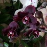 Орхидея Phalaenopsis Black Swan (отцвел)
