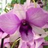 Орхидея Dendrobium Pink Bunny (отцвел, деленка)