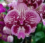 Орхидея Phalaenopsis Big Lip    