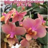 Орхидея Vdnps Orange Sorbet (еще не цвел) 