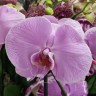 Орхидея Phalaenopsis Alisia (отцвел)