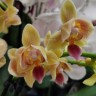 Орхидея Phalaenopsis Sunny Smell, multiflora  