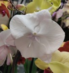 Орхидея Phalaenopsis, Big Lip (отцвел, РЕАНИМАШКА) 