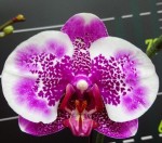 Орхидея Phalaenopsis I-Hsin Stacy (еще не цвёл)   