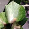 Anthurium Adios Spring (деленка без цветов)