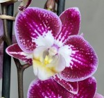 Орхидея Phalaenopsis Purple Nantes