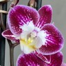 Орхидея Phalaenopsis Purple Nantes