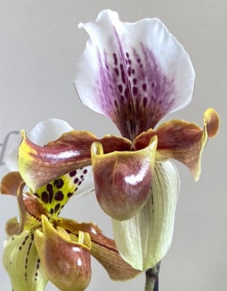 Орхидея Paphiopedilum hybrid (отцвел)     