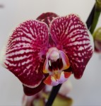 Орхидея Phalaenopsis  Phantom (отцвел)