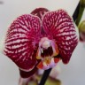 Орхидея Phalaenopsis  Phantom (отцвел)