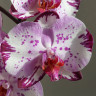 Орхидея Phalaenopsis Magic Art 